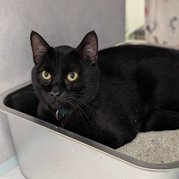 Domestic Short Hair Cats Available for Adoption in Buchanan Dam, Texas - Angus(Green Collar) | PetCurious