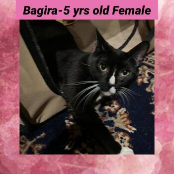 Bagira -  Domestic Short Hair Cat Available for Adoption in Liberty, New York - Bagira | PetCurious