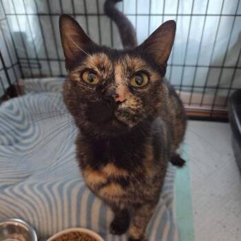 Domestic Short Hair Cats Available for Adoption in Reisterstown, Maryland - Sadie | PetCurious