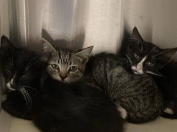 FIFA -  Domestic Short Hair Cat for Adoption in Tustin, California - FIFA | PetCurious