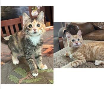 Maree & Billy -  Domestic Medium Hair Cat for Adoption in Emeryville, California - Maree & Billy | PetCurious