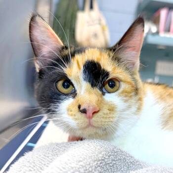 Domestic Short Hair Cats Available for Adoption in Providence, Rhode Island - Twinkle Leopard | PetCurious