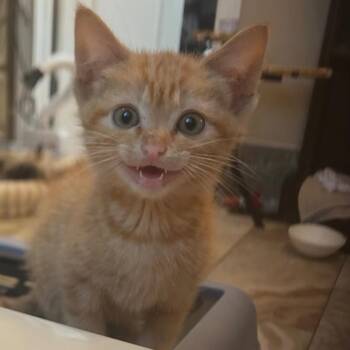 Tang -  American Shorthair Cat for Adoption in Helena, Alabama - Tang | PetCurious