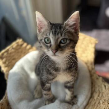 Nemo -  Domestic Short Hair Cat for Adoption in Sunrise, Florida - Nemo | PetCurious