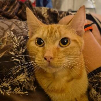 Lotus -  Domestic Short Hair Cat for Adoption in Ferndale, Washington - Lotus | PetCurious