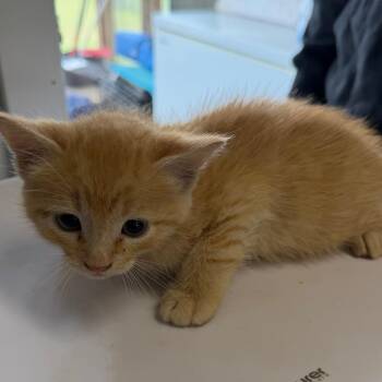 DOT -  Domestic Short Hair Cat for Adoption in Floresville, Texas - DOT | PetCurious