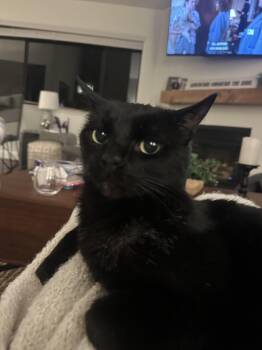Avila -  Domestic Short Hair Cat for Adoption in San Luis Obispo, California - Avila | PetCurious