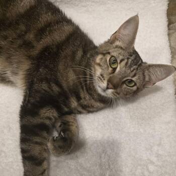 Ella -  American Shorthair Cat for Adoption in Mount Vernon, Arkansas - Ella | PetCurious