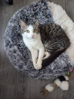 Bubbles -  Domestic Medium Hair Cat for Adoption in Kannapolis, North Carolina - Bubbles | PetCurious
