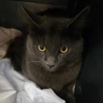 Sera -  Domestic Long Hair Cat for Adoption in Branson, Missouri - Sera | PetCurious