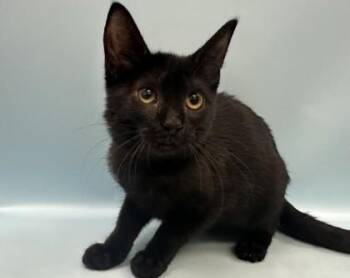Mustang -  Domestic Short Hair Cat for Adoption in Woodbury, Minnesota - Mustang | PetCurious