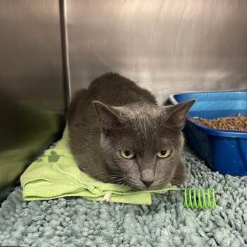 1154-C26 -  Domestic Short Hair Cat for Adoption in Port Charlotte, Florida - 1154-C26 | PetCurious