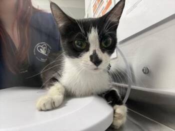 Miss Beauregard -  Domestic Short Hair Cat for Adoption in Sevierville, Tennessee - Miss Beauregard | PetCurious