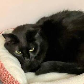 Domestic Long Hair Cats Available for Adoption - Loaf--Adoptable With Bonded Companion, Gus | PetCurious