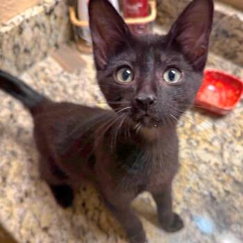 Simon -  Domestic Short Hair and Burmese Cat for Adoption in San Antonio, Texas - Simon | PetCurious
