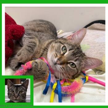 Domestic Short Hair and Tabby Cats Available for Adoption in Beaverton, Oregon - Mia & Milo | PetCurious