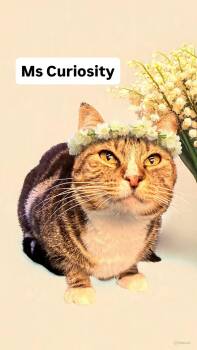 Tabby Cats Available for Adoption in Walnut Creek, California - Ms Curiousity At Martinez Pet Food Express  May 2 | PetCurious