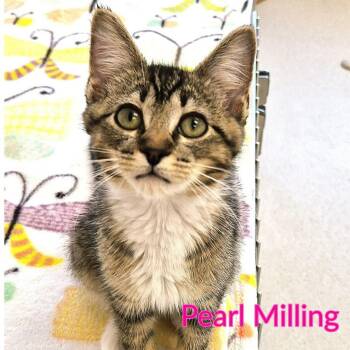 Pearl Milling -  Domestic Short Hair Cat for Adoption in North Saint Paul, Minnesota - Pearl Milling | PetCurious