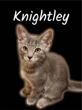 Knightley -  Domestic Medium Hair Cat for Adoption in Auburn, California - Knightley | PetCurious