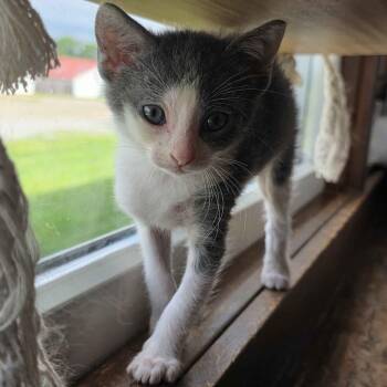 Basil -  Domestic Short Hair Cat for Adoption in Delaware, Ohio - Basil | PetCurious