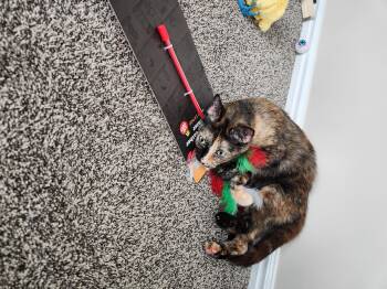 Tortoiseshell Cats Available for Adoption in Fruit Heights, Utah - Charmed | PetCurious