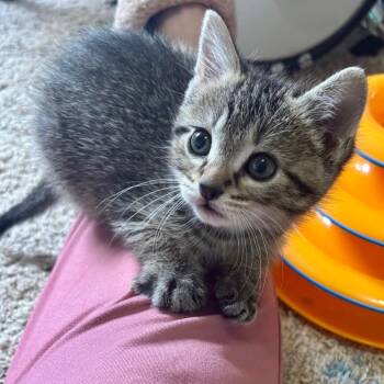 Gak -  Domestic Short Hair Cat for Adoption in Buffalo, Minnesota - Gak | PetCurious