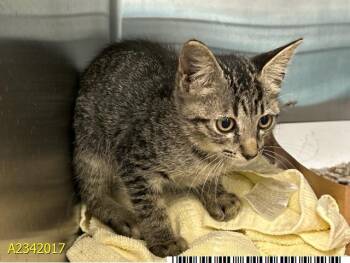 LEO -  Domestic Short Hair Cat for Adoption in West Palm Beach, Florida - LEO | PetCurious