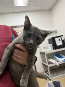 TIDBIT -  Domestic Short Hair Cat for Adoption in Derwood, Maryland - TIDBIT | PetCurious