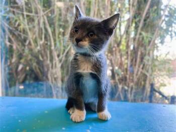 Rescue Domestic Short Hair Cats for Adoption in Palo Alto, California - GOMEZ | PetCurious