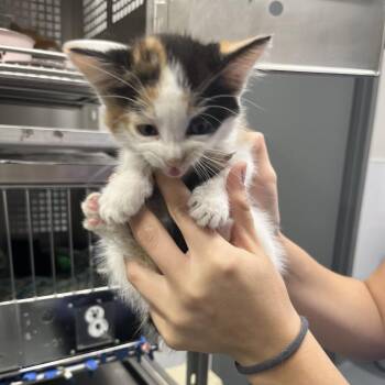 Cardigan -  Domestic Short Hair Cat for Adoption in Mount Vernon, Indiana - Cardigan | PetCurious