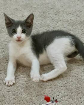 Pipsqueak (cutest purrmaster) -  Domestic Short Hair Cat for Adoption in Houston, Texas - Pipsqueak (cutest Purrmaster) | PetCurious