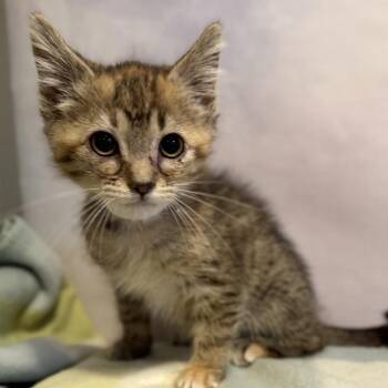 Spaghetti Stain Brown -  Domestic Short Hair Cat for Adoption in Fredericksburg, Virginia - Spaghetti Stain Brown | PetCurious