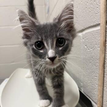 Charleston -  Domestic Medium Hair Cat for Adoption in Bristol, Indiana - Charleston | PetCurious