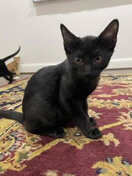 Calloway -  Domestic Short Hair Cat for Adoption in Dallas, Texas - Calloway | PetCurious