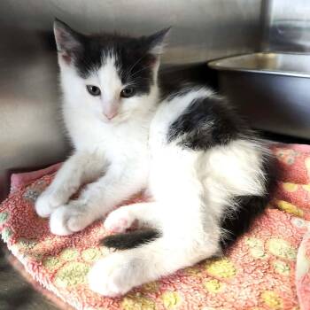 Domestic Short Hair Cats Available for Adoption - Deathbringer | PetCurious