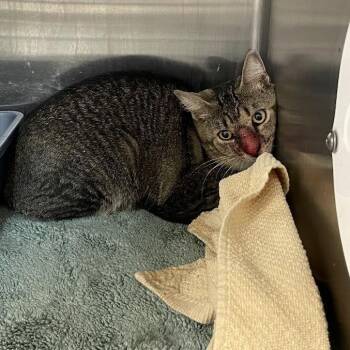 Pumba -  Domestic Short Hair Cat for Adoption in Port Charlotte, Florida - Pumba | PetCurious