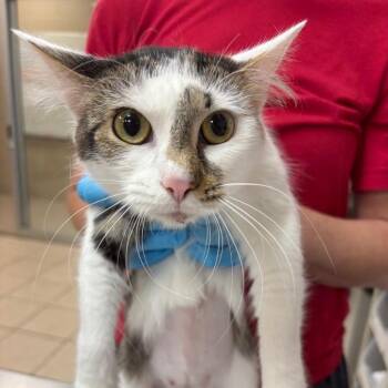 Marley -  Domestic Medium Hair Cat for Adoption in Birmingham, Alabama - Marley | PetCurious