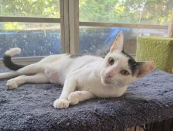Valentino -  Domestic Short Hair Cat for Adoption in Fort Worth, Texas - Valentino | PetCurious
