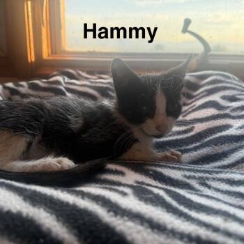 Hammy -  Domestic Short Hair Cat for Adoption in Lakewood, Colorado - Hammy | PetCurious