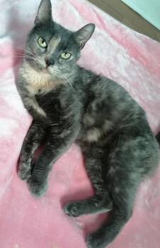 Domestic Short Hair and Dilute Tortoiseshell Cats Available for Adoption in New York, New York - Meadow *foster Needed*  | PetCurious