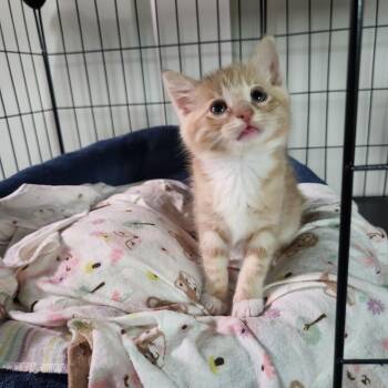 Rescue Domestic Short Hair Cats for Adoption in Tustin, California - Scout | PetCurious