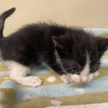 Dojo -  Domestic Short Hair Cat for Adoption in Pasadena, California - Dojo | PetCurious