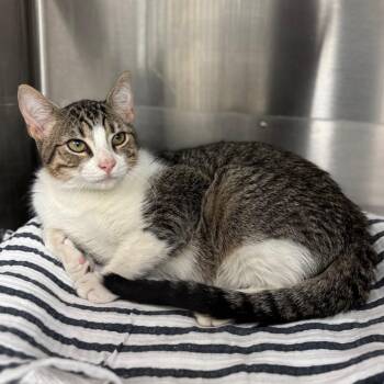 Domestic Short Hair Cats Available for Adoption - Furby | PetCurious