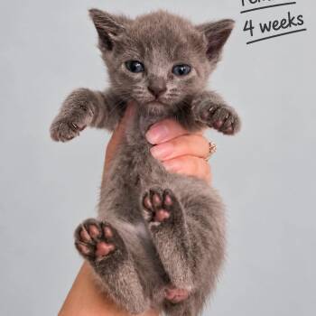 Wendy -  Domestic Short Hair Cat for Adoption in Tampa, Florida - Wendy | PetCurious