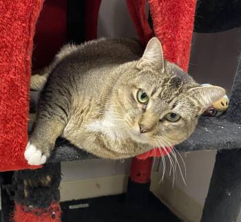Sandcastle -  Domestic Short Hair Cat Available for Adoption in INDN HBR BCH, Florida - Sandcastle | PetCurious