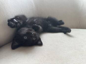 Gonzo -  Domestic Short Hair Cat for Adoption in Naugatuck, Connecticut - Gonzo | PetCurious