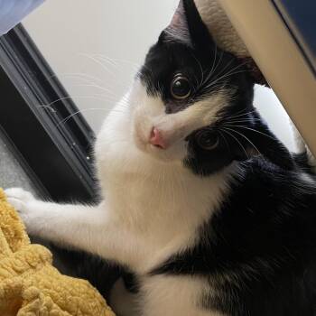 Domestic Short Hair Cats Available for Adoption in Clearwater, Florida - Garnet | PetCurious