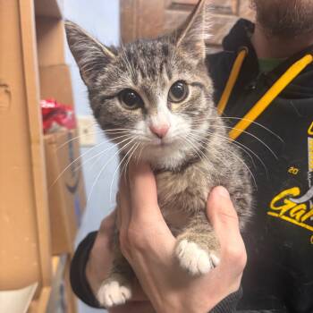 Rescue Domestic Short Hair Cats for Adoption in Lenexa, Kansas - Seven | PetCurious