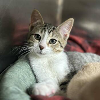 Rescue Domestic Short Hair Cats for Adoption in Newport, Tennessee - Jack | PetCurious