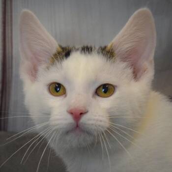 Chuck -  Tabby and Domestic Short Hair Cat for Adoption in Huntley, Illinois - Chuck | PetCurious